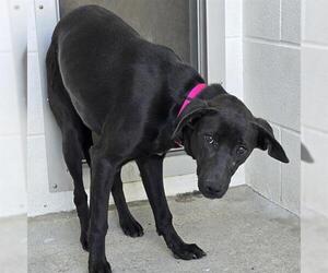 Labrador Retriever Dogs for adoption in Houston, TX, USA