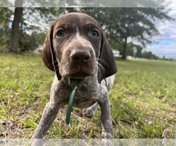 Medium Photo #8 German Shorthaired Pointer Puppy For Sale in CONWAY, SC, USA