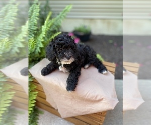 Cavapoo Puppy for Sale in LEBANON, Pennsylvania USA
