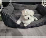 Small Photo #10 Maltese Puppy For Sale in WICHITA, KS, USA