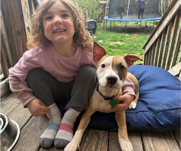 Medium Photo #3 Mutt Puppy For Sale in Clarkston, MI, USA