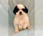 Small #14 Cavapoo (Miniature)