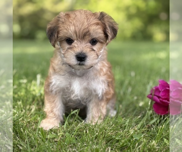 Medium Photo #3 Morkie Puppy For Sale in ROCK STREAM, NY, USA