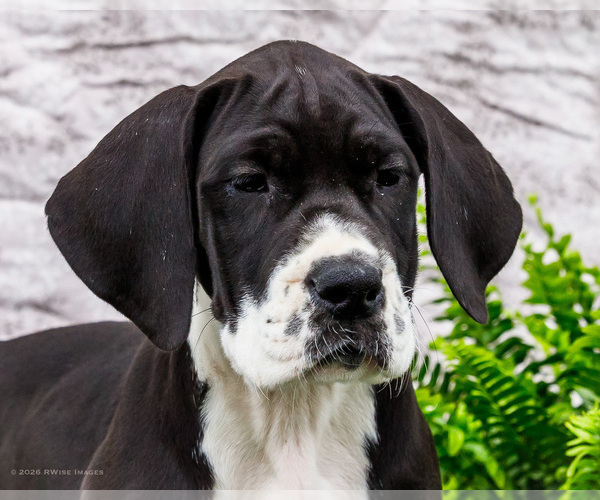 Medium Photo #20 Great Dane Puppy For Sale in WAKARUSA, IN, USA