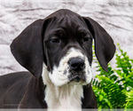 Small #1 Great Dane