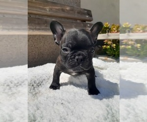 French Bulldog Puppy for sale in LOS ANGELES, CA, USA