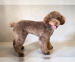 Litter of 5 - Male(s) and Female(s) Shih-PooLitter of Puppies for Sale - Photo #5