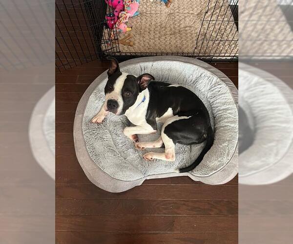 Medium Photo #2 American Pit Bull Terrier Puppy For Sale in Charlotte, NC, USA