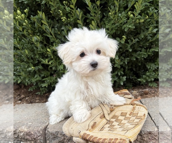 Medium Photo #3 Maltese Puppy For Sale in MIDDLEBURY, IN, USA