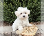 Freddie - Male Maltese Puppy for Sale - Photo #3