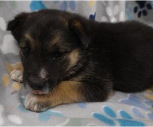 Mutt Dogs for adoption in Thief River Falls, MN, USA