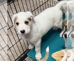 Small Anatolian Shepherd