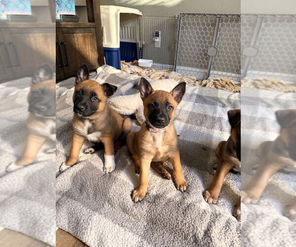 Medium Photo #2 Mutt Puppy For Sale in Imlay City, MI, USA