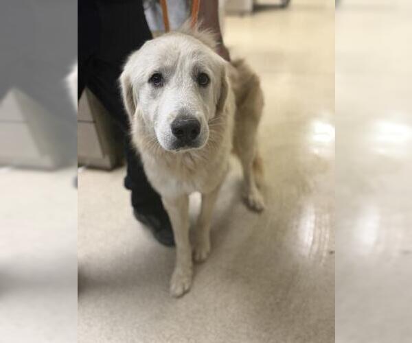 Medium Photo #1 Great Pyrenees Puppy For Sale in Riverside, CA, USA