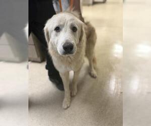 Great Pyrenees Dogs for adoption in Riverside, CA, USA
