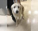 Small Great Pyrenees
