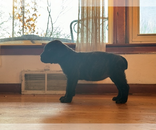 Medium Photo #1 Cane Corso Puppy For Sale in BLOOMFIELD HILLS, MI, USA