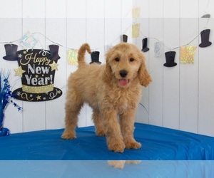 Goldendoodle Puppy for sale in MOUNT VERNON, OH, USA