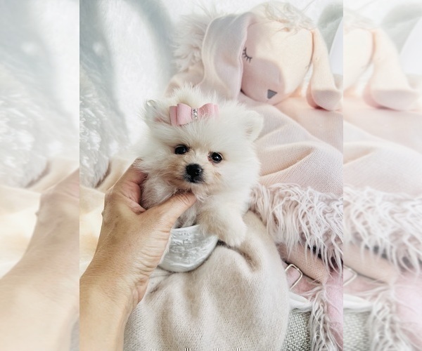 Medium Photo #3 Pomeranian Puppy For Sale in WEST PALM BEACH, FL, USA