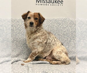Daisy (7211) - Female Colonial Cocker Spaniel Dog for Adoption