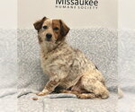 Daisy (7211) - Female Colonial Cocker Spaniel Dog for Adoption - Small photo
