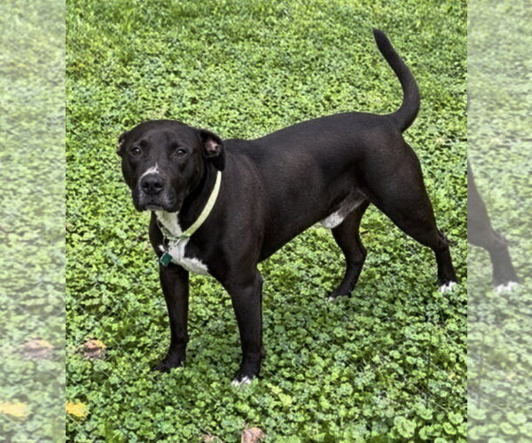Medium Photo #4 Mastador Puppy For Sale in Clarkston, MI, USA
