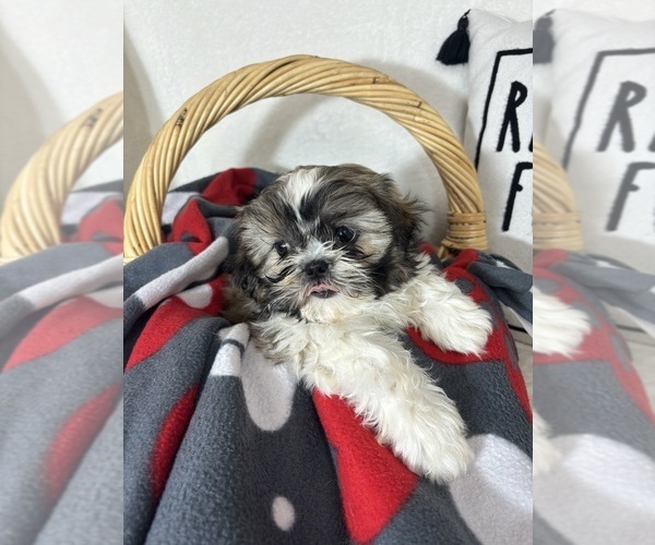 Medium Photo #1 Shih Tzu Puppy For Sale in GREENFIELD, IN, USA