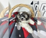 Small Shih Tzu