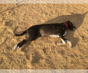 BAILEY #17 - Female Mutt Dog for Adoption - Photo #2