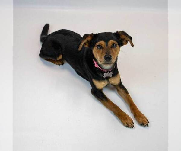 Medium Photo #4 Beagle-Colonial Cocker Spaniel Mix Puppy For Sale in Kennesaw, GA, USA