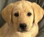 Small Photo #3 Labrador Retriever Puppy For Sale in FRONT ROYAL, VA, USA