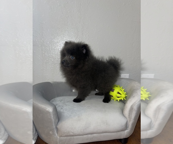 Medium Photo #3 Pomeranian Puppy For Sale in WEBSTER, FL, USA