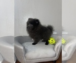 Small Photo #3 Pomeranian Puppy For Sale in WEBSTER, FL, USA