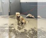 Small Labrador Retriever Mix