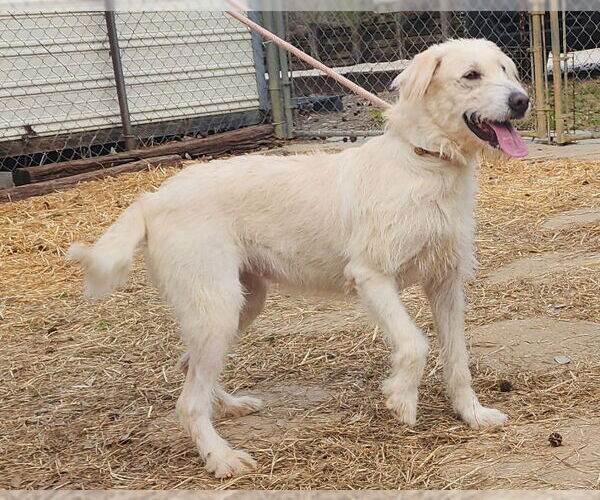 Medium Photo #3 Labradoodle Puppy For Sale in Wetumpka, AL, USA