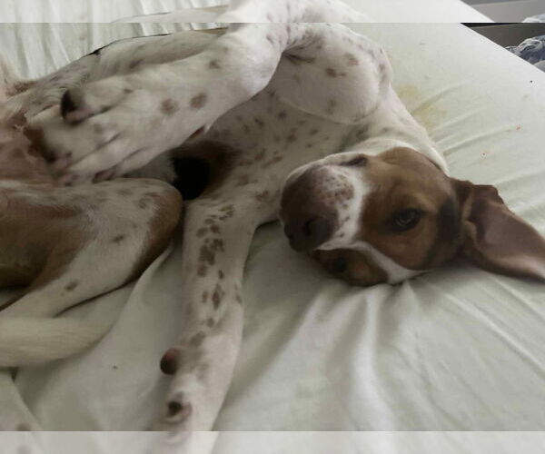 Medium Photo #7 Beagle-Unknown Mix Puppy For Sale in Germantown, OH, USA