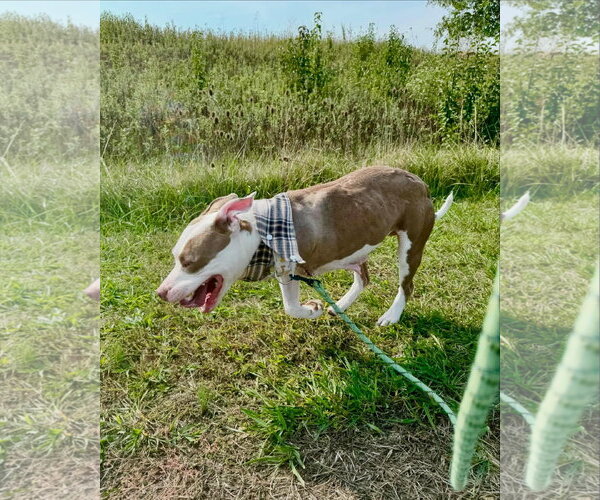 Medium Photo #13 American Pit Bull Terrier-Unknown Mix Puppy For Sale in Germantown, OH, USA