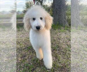 Poodle (Standard) Puppy for sale in WACO, TX, USA