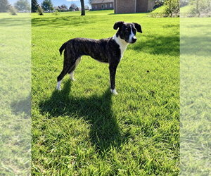 Elvira - Female Feist Terrier-Unknown Mix Dog for Adoption - Photo #3