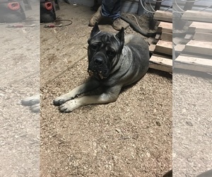 Father of the Cane Corso puppies born on 03/21/2019