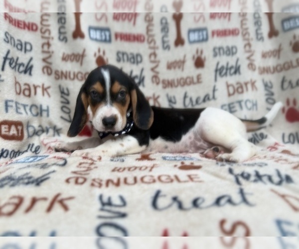 Medium Photo #4 Beagle Puppy For Sale in LAKELAND, FL, USA