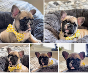 French Bulldog Puppy for sale in STRATHAM, NH, USA