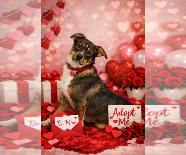 Medium Photo #2 Catahoula Leopard Dog-Unknown Mix Puppy For Sale in Evansville, IN, USA