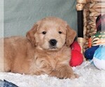 Small Photo #3 Goldendoodle (Miniature) Puppy For Sale in SYRACUSE, IN, USA