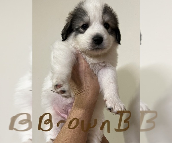 Medium Photo #2 Great Pyrenees Puppy For Sale in RUTHERFORDTON, NC, USA