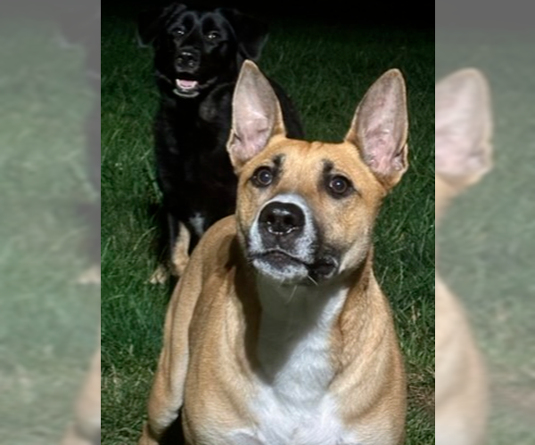 Medium Photo #1 American Staffordshire Terrier-Unknown Mix Puppy For Sale in Brewster, NY, USA