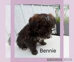 Small #4 Poodle (Toy)-Yorkshire Terrier Mix