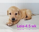 Puppy 2 Labrador Retriever