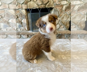 Australian Shepherd Puppy for sale in ABINGDON, VA, USA