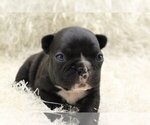 Small Photo #3 French Bulldog Puppy For Sale in OLD WESTBURY, NY, USA